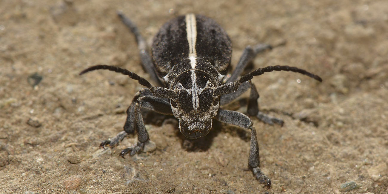 maschio e femmina di Dorcadion arenarium - Cerambycidae